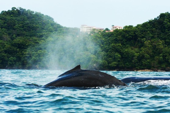 Humpback Whale - Ballena jorobada