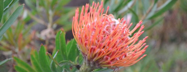 Maui Kula Laveder Farm